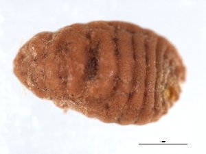 File:Pink hibiscus mealybug.jpg