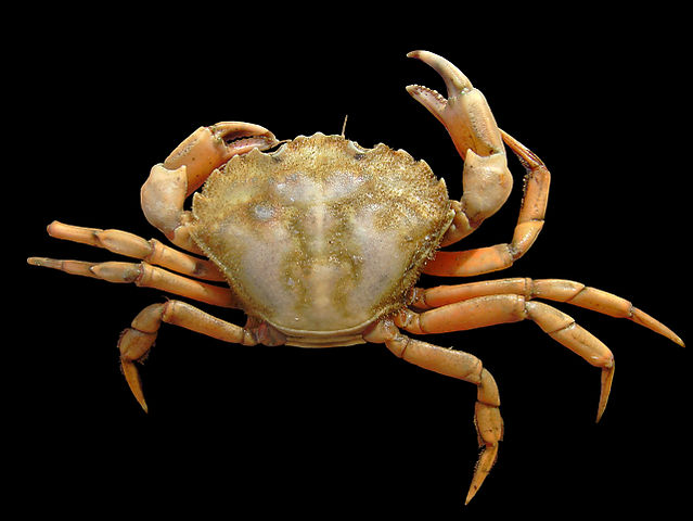 File:Carcinus maenas lab picture.jpg