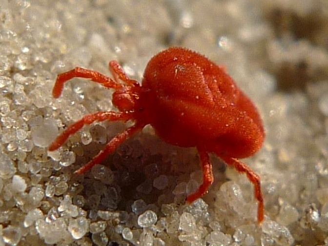 File:Clover Mite In Sand - Cropped.jpg