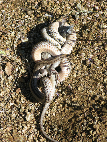 File:Patchnose snake pic 6.jpg