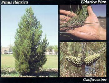File:Eldarica Pine.JPG