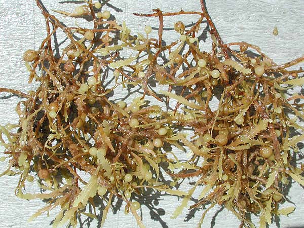 File:Sargassum weeds.jpg