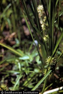Branched bur-reed.jpg