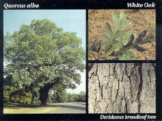 File:White Oak.JPG