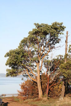 Arbutus menziesii 1.jpg