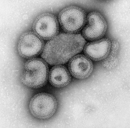 Ficheiro:Flu.jpg