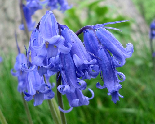 Bluebell-5.jpg