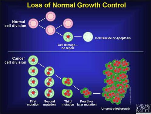 File:Cancer cell diagram.jpg