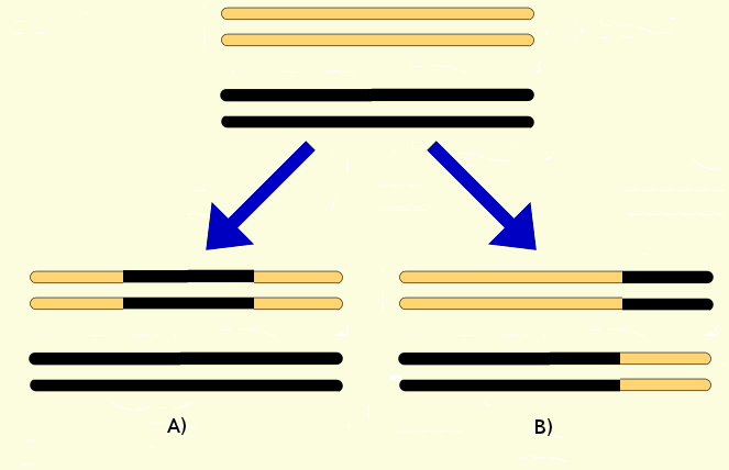 File:Gene conversion.png