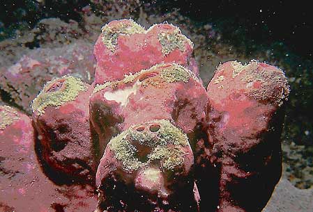 File:Demosponge02.jpg