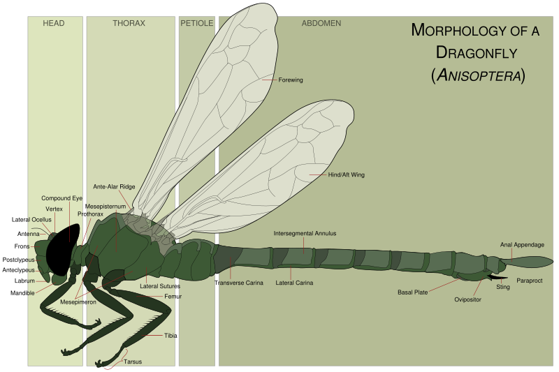 File:Dragonfly morphology.png