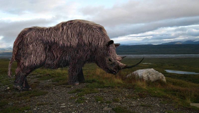 Ficheiro:Woolly rhinoceros.jpg