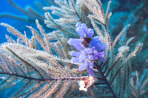 File:Blue bell tunicate.jpg