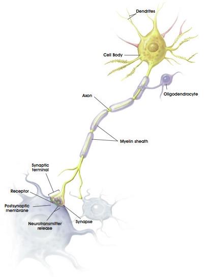 File:Neuron anatomy.jpg