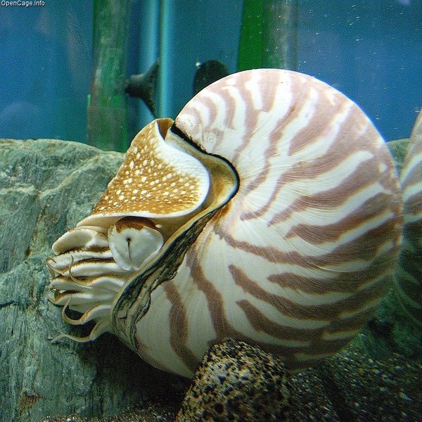 File:Nautilus.jpg