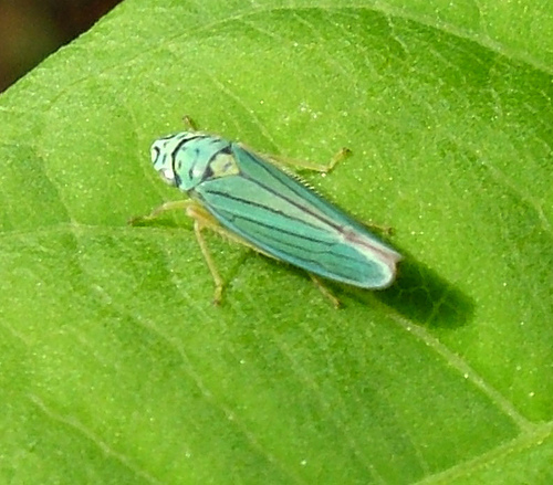File:Hemiptera9.jpg