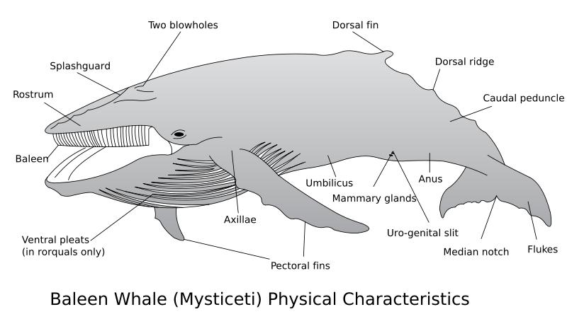 File:Seiwhale6.JPG