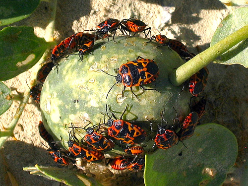 File:Hemiptera4.jpg