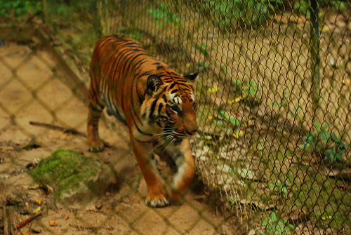 File:Phet Indochinese Tiger.jpg