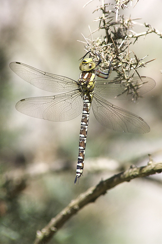 File:Southern hawker.jpg