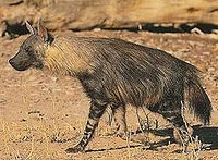 200px-Parahyaena brunnea 3.jpg