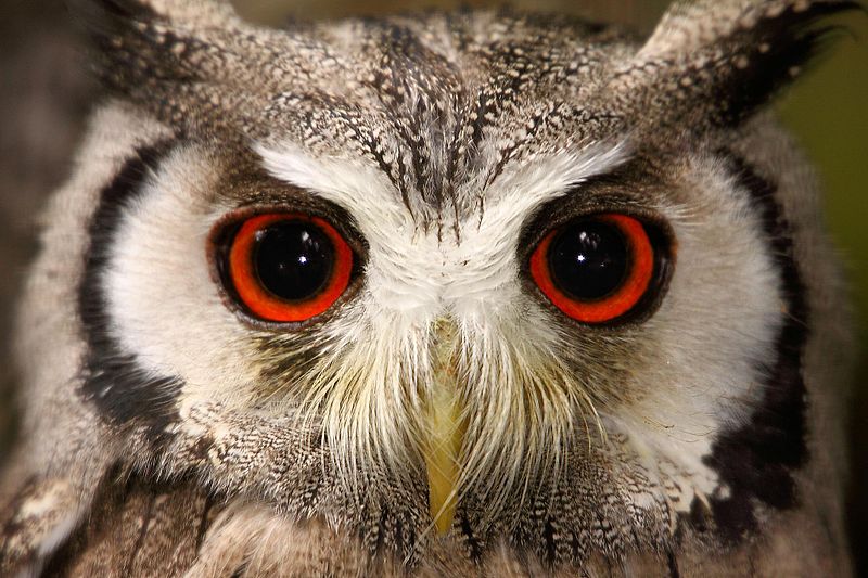 Ficheiro:Owl - Cotswold Wildlife Park.jpg