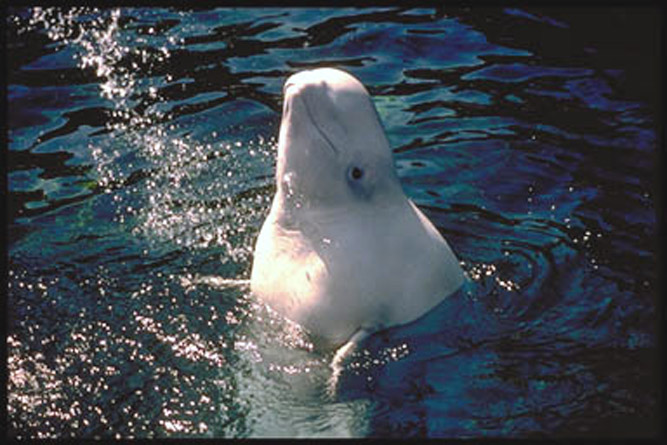 File:Beluga3.jpg