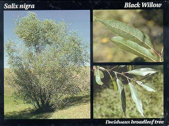 File:Black Willow.JPG