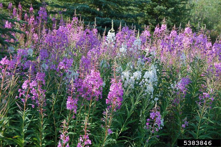 File:Chamerion angustifolium.jpg