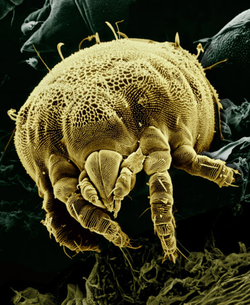 File:Yellow Mite.jpg