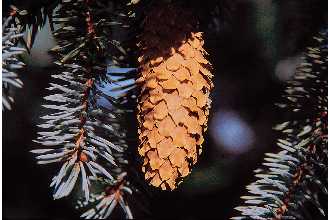 File:Pipu 016 shp.jpg