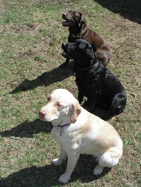 File:3labradorcols.jpg