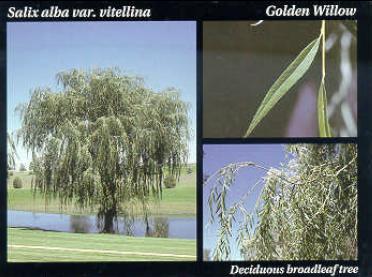 File:Golden Willow.JPG