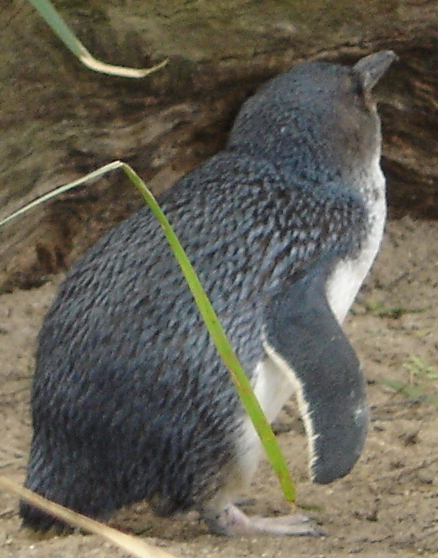 File:Little penguin at melbourne zoo.jpg
