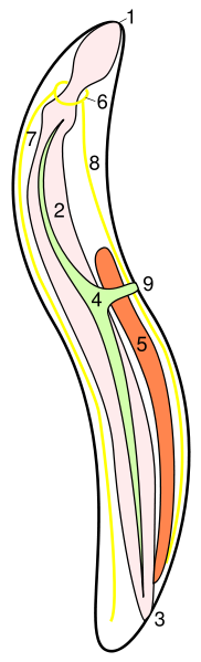 File:Roundworm Anatomy.png