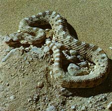 File:Mdsidewinder.jpg