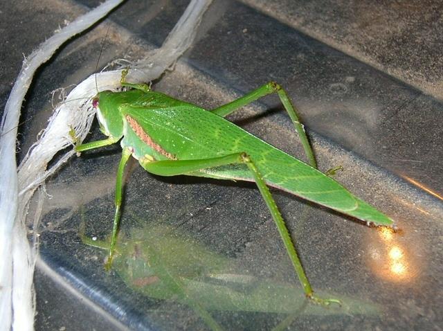 File:Katydid.jpg