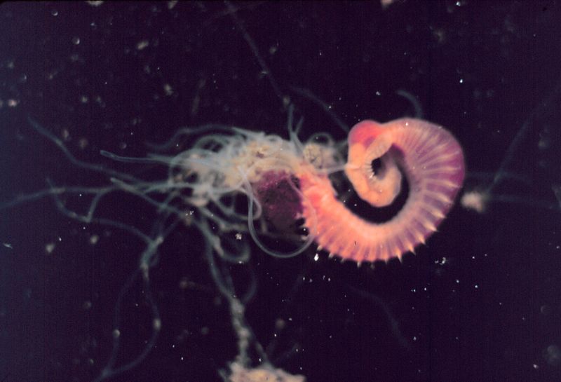 File:Polychaeta.jpg