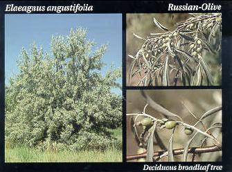 File:Russian Olive.JPG