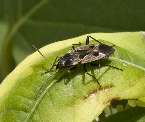 File:Hemiptera10.jpg