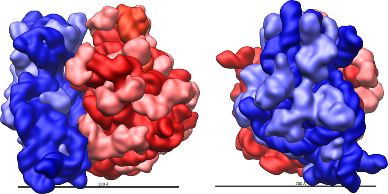 Ficheiro:Ribosome shape.png