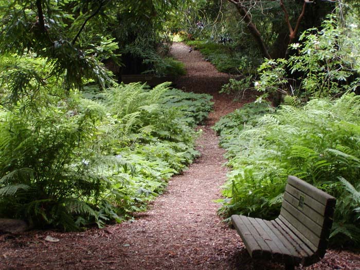 파일:Strybing Arboretum trail.jpg