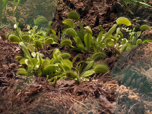 File:Dionaea muscipula01.jpg