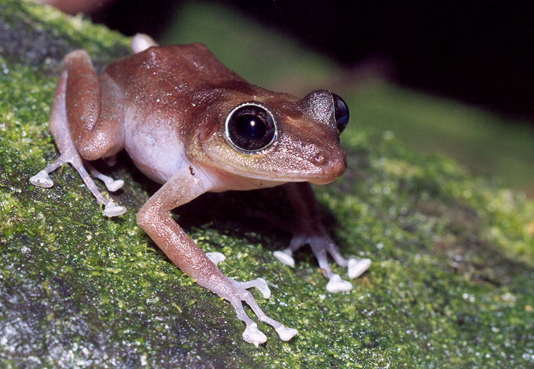 File:Female coqui.jpg