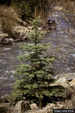 File:1442256.jpg