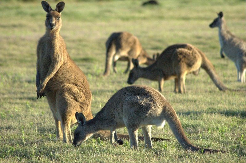 File:800px-Forrester-Kangaroo-mob.jpg
