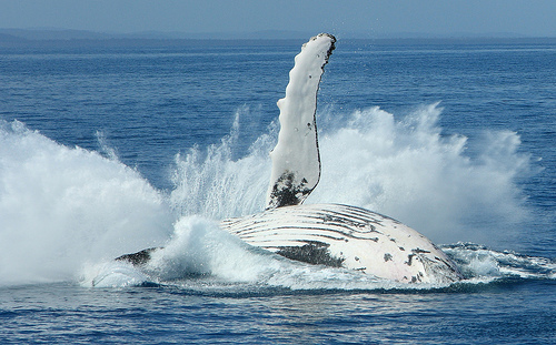 File:Hervey Bay Whales.jpg