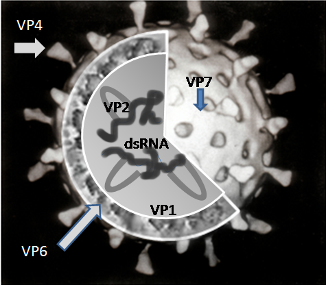 File:Rotavirus Structure.png