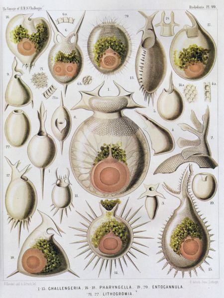 File:Radialaria4.jpg