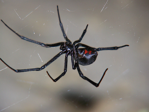 File:Black Widow Spider.jpg
